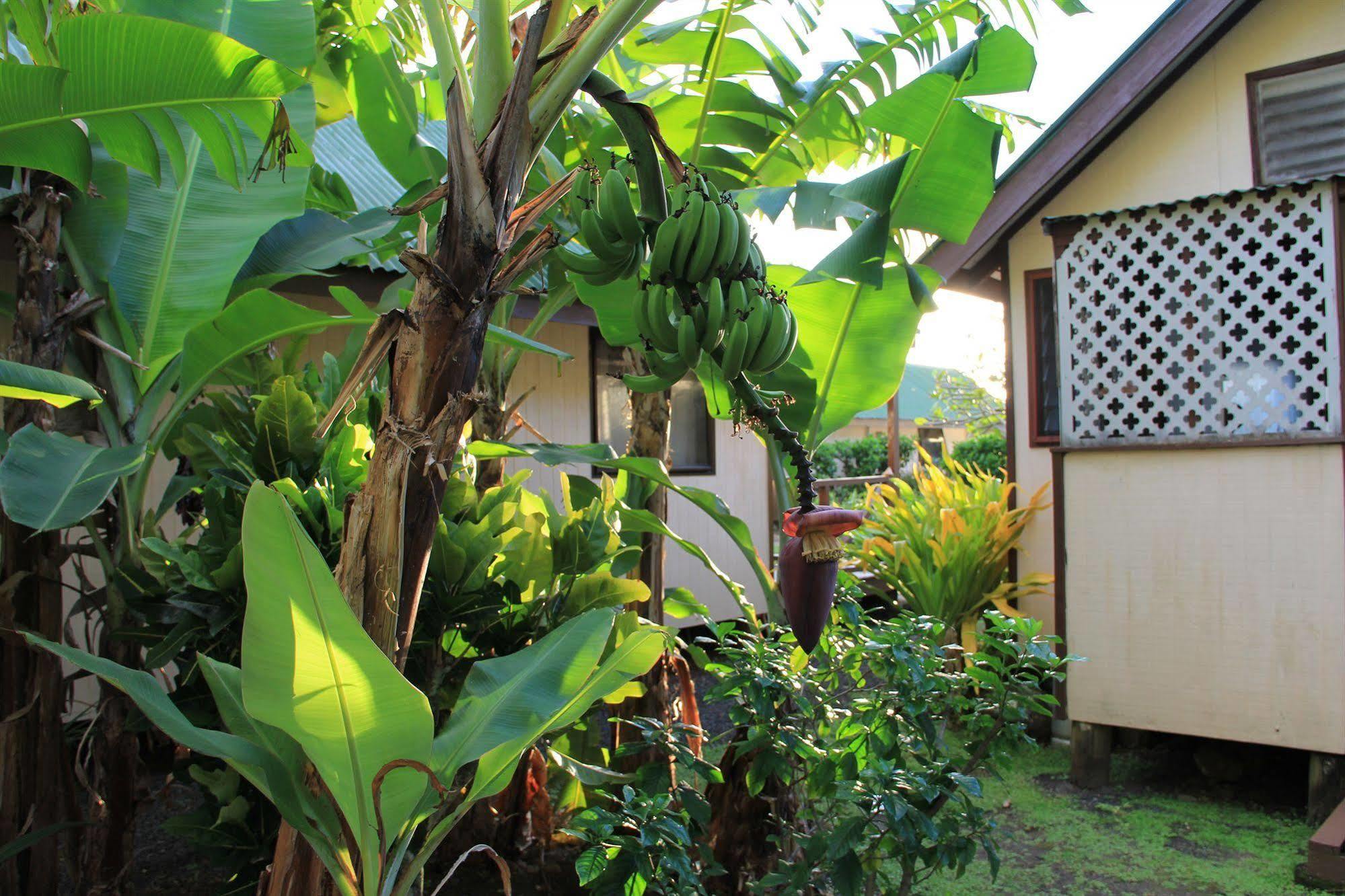 Aroko Bungalows Villa Avarua Luaran gambar